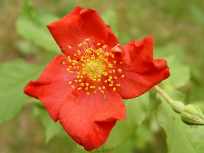 Unbek._einf._Rote2.jpg