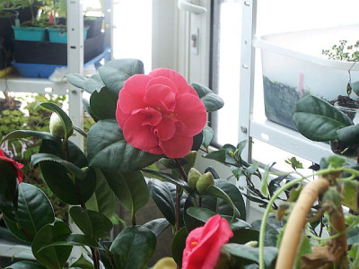100_1826__Camellia_jap.__Latifolia__-7-__1834_____640.jpg