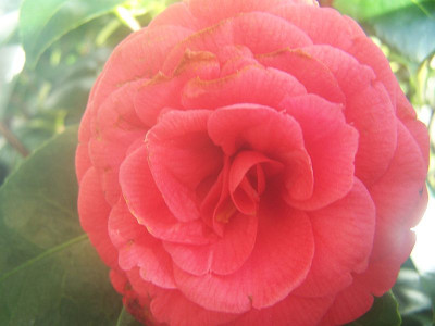 100_1833_Camellia_jap.__Bella_Lambertii______800.jpg