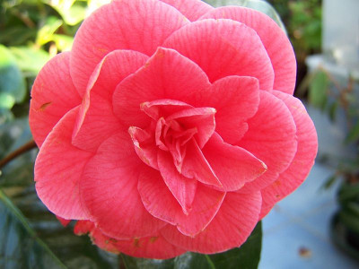 100_1831_Camellia_jap._Coquettii__1839_______800.jpg