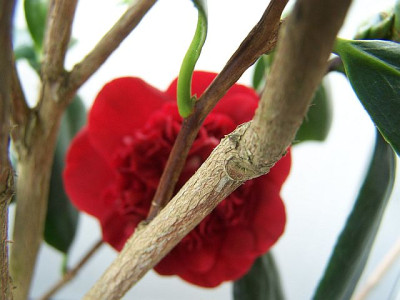 100_1807_Camellia_Canterbury__1____640.jpg