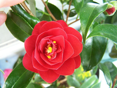 100_1814_Camellia__Mickaels_Joy__2____640.jpg