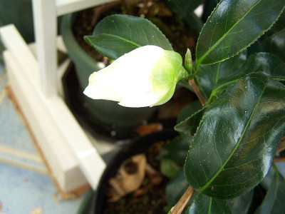 100_1816_Camellia__Yuri_Shibori__-_Kn._-___2_____800.jpg