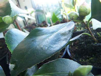 100_1837_Cutting__Elegans_Splendor__2_______640.jpg