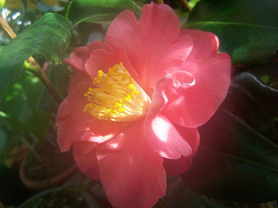 100_1835_Camellia_jap.__Dr._King_____800.jpg