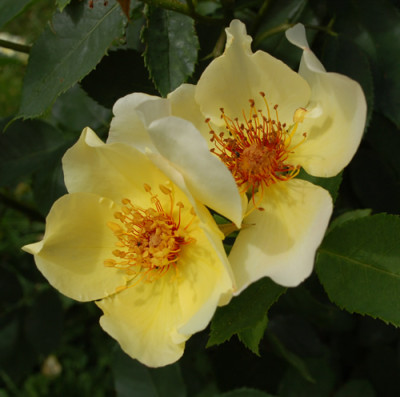 Golden_Wings_0010__30088.jpg
