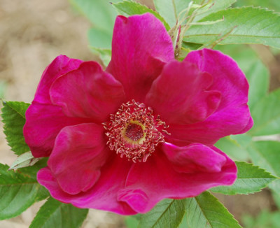 Basyes_Purple_Rose_0011__24834.jpg