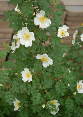 Bibernell-Rose_0011__24071.jpg