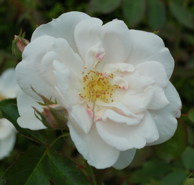 Blanche_Duranthon_0011__28968.jpg