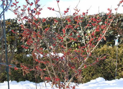 Rote_Zaubernuss_0010__2402.jpg