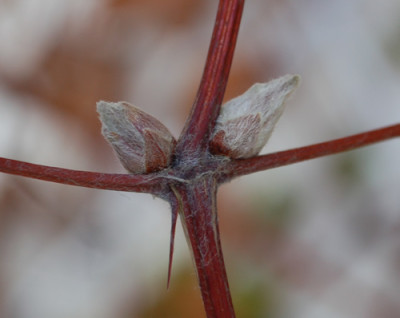 Clematis_0010__2406.jpg
