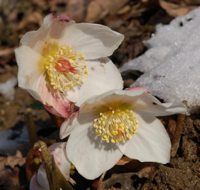 Helleborus_0010__2391.jpg