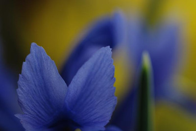 iris_retic_01.jpg