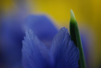 iris_retic_03.jpg