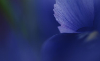 iris_retic_05.jpg