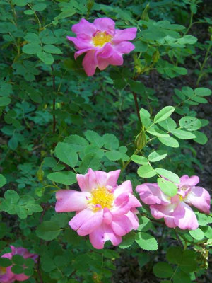 Marguerite-Hilling01_web.jpg