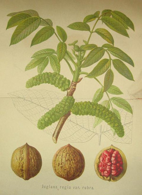 IMG_7268_wiener_illustrierte_gartenzeitung_1898.jpg