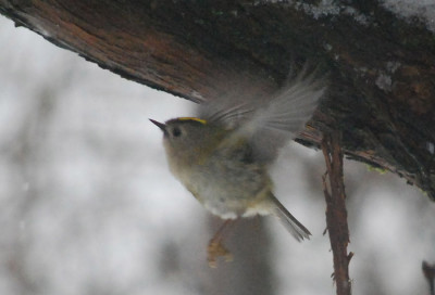 Wintergoldhahnchen_3.jpg