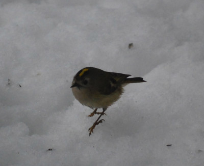 Wintergoldhahnchen_5.jpg