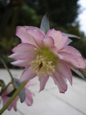 rosa_gef._Blute.JPG