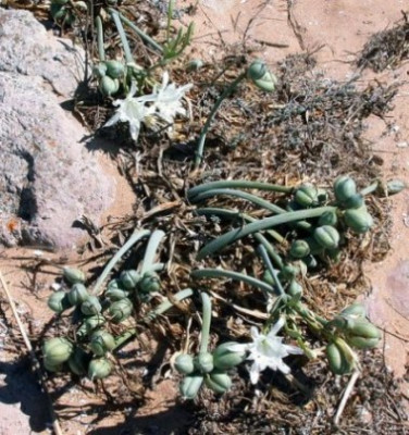 48_Pancratium_maritimum_2.4.jpg