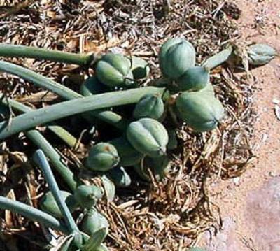 pancratiummarit.Kapseln2.jpg