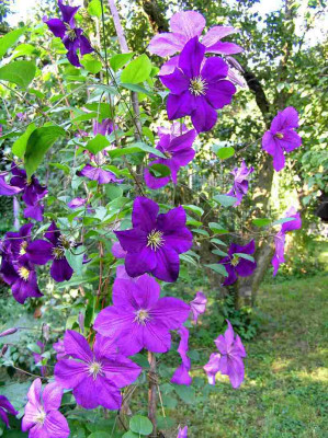 clematis_1_in2.jpg