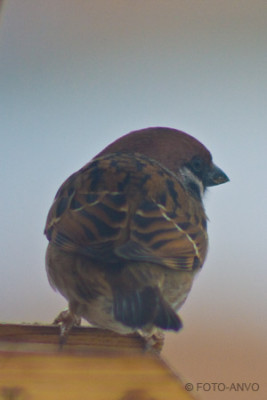 IMG_6796.jpg