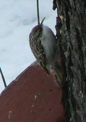 090221_Baumlaufer_a.jpg