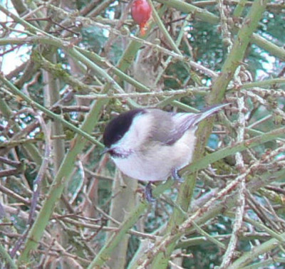 090221_Weidenmeise_a.jpg
