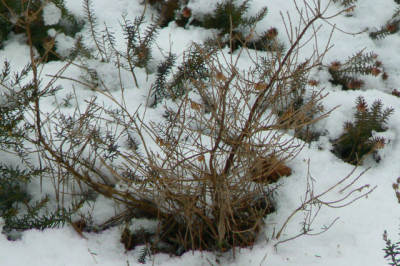 090221_Heide_Winterschaden_a.jpg