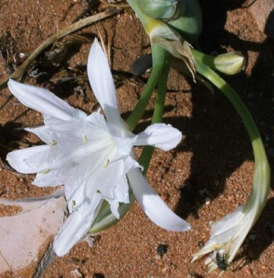 49_Pancratium_maritimum_3003.jpg