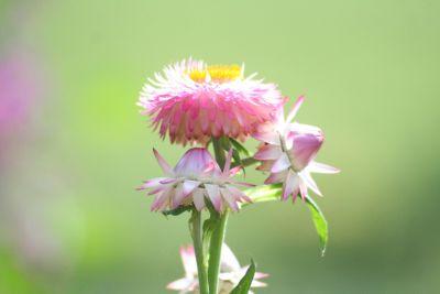Strohblume_mittel.jpg