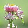 Strohblume_2.jpg