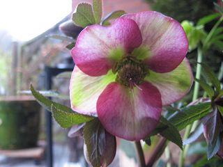 k-IMG_0436.jpg