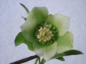 AnemoneweissgruenLeo.jpg