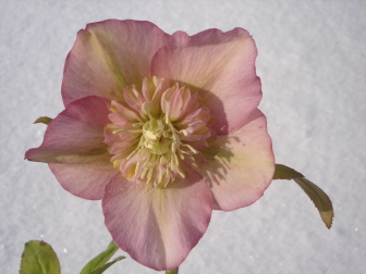 AnemonerosaLeo.jpg