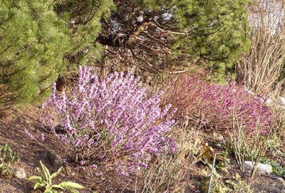 alpinum_seidelbast.jpg