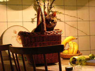 stillleben_mit_kater_und_banane.jpg