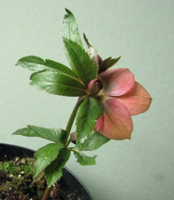 IMG_4893_peach.jpg