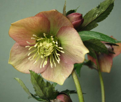 IMG_4895_peach_front.jpg