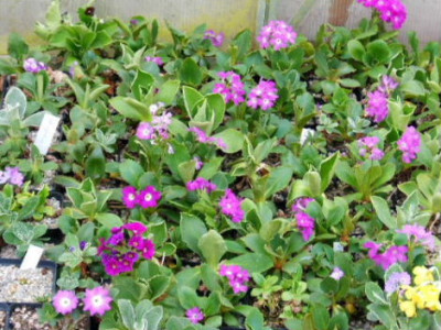 DSCF9122.JPG