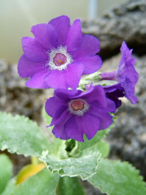DSCF2501.JPG