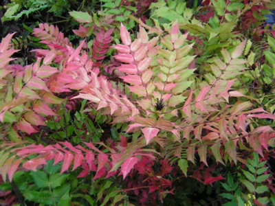 77Mahonia_LionelFortescue1.jpg