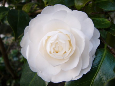 Snow_White_3.jpg