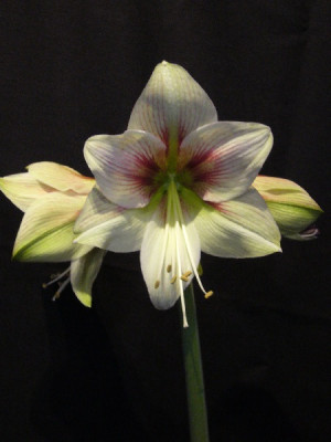 Hippeastrum_Rembrandt_van_Rijn_600x600_80KB.jpg