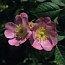 Rosa_rubiginosa_65.jpg