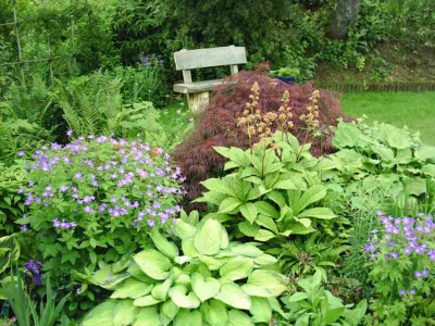 Rodgersia.JPG