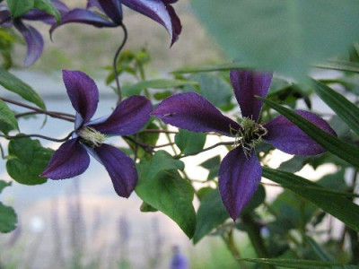 Clematis_Lord_Herschel_4.JPG