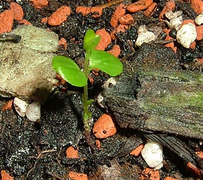 Clematis-oder-nicht.jpg